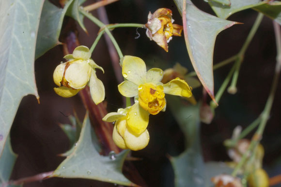  Berberis harrisoniana